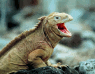 iguana